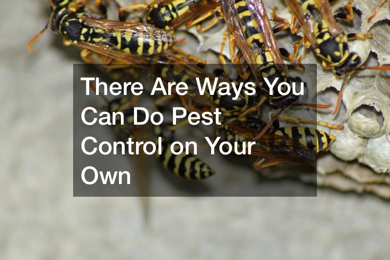 There Are Ways You Can Do Pest Control on Your Own DwellingSales